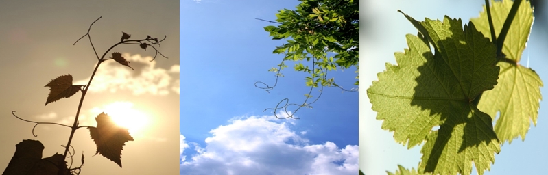 Bodega Sant Sadurn d' Anoia 